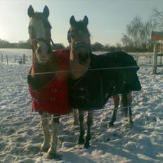 Welsh Pony af Cob-type (sec C) rotterdams sheila