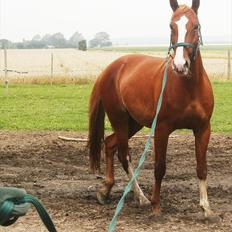 Frederiksborg Pricella