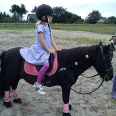 Shetlænder Vestergårdens Absalon-Ponyprins<3