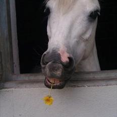 Welsh Pony (sec B) Hoelgaards Fernando