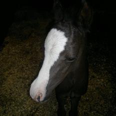 Welsh Pony (sec B) Turbo