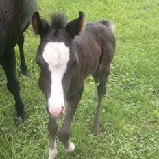 Welsh Pony (sec B) Turbo