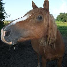 Anden særlig race | charlie<3