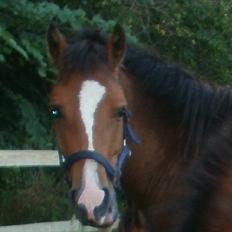 New Forest Odbjergs Elstar [SOLGT]