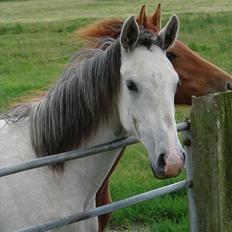 Dansk Varmblod Lw Finess