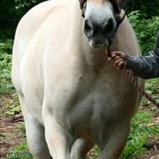 Fjordhest Legolas