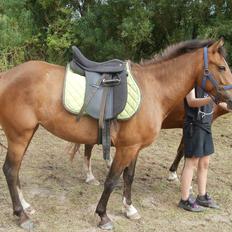 New Forest Odbjergs Elstar [SOLGT]