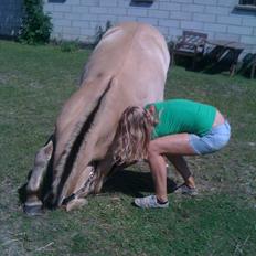 Fjordhest Ebbetorns Fjuri