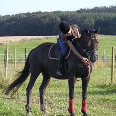 Dansk Varmblod Jantra