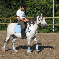 Welsh Mountain (sec A) Gribsvads Nicko