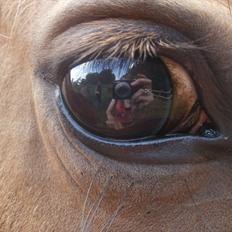 New Forest Odbjergs Elstar [SOLGT]