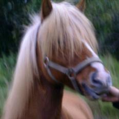 Islænder Glámmur Valle