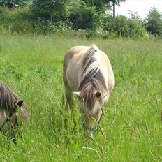 Fjordhest Tanja 