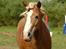 Haflinger Prins Hans -  | 14 | Kærlighedens dør er svær at åbne, og svær at lukke. Foto: Mig