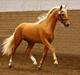Palomino Kvolsbæk's Diamond Dream