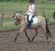 Welsh Pony af Cob-type (sec C) rotterdams sheila