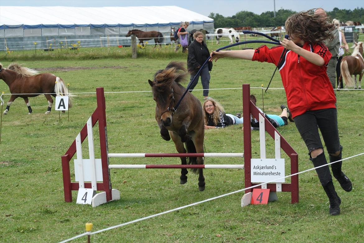 Dansk Miniature Søglimts Sniff billede 16
