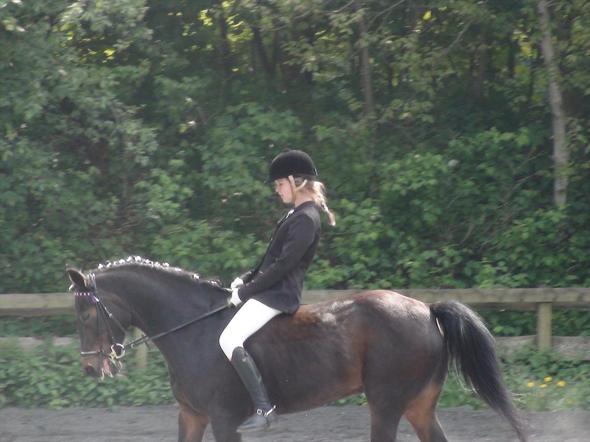 Anden særlig race Chago junior billede 5