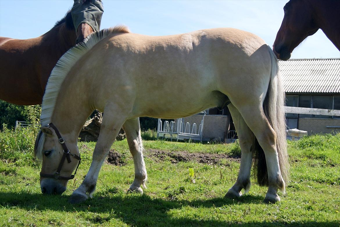 Fjordhest Lyngholms Valip billede 1