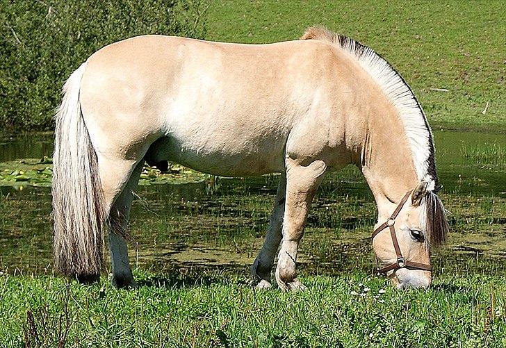 Fjordhest Lyngholms Valip billede 8