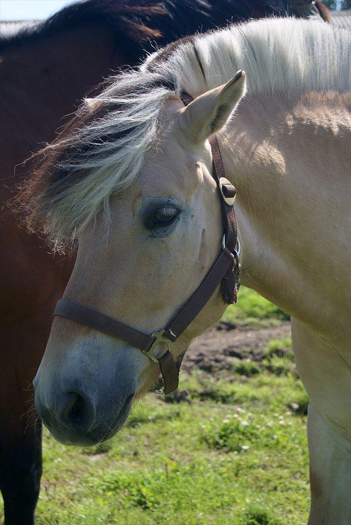 Fjordhest Lyngholms Valip billede 15