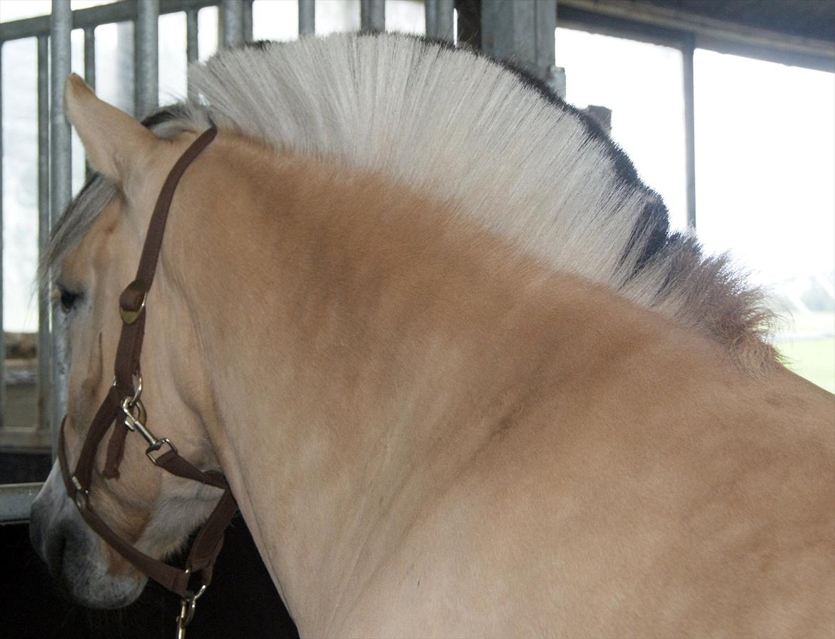 Fjordhest Lyngholms Valip billede 16