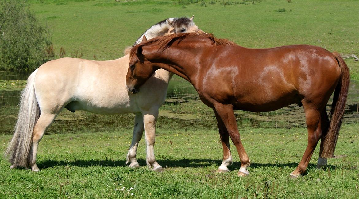 Fjordhest Lyngholms Valip - Valip og Calle blev hurtigt gode venner! :) billede 13