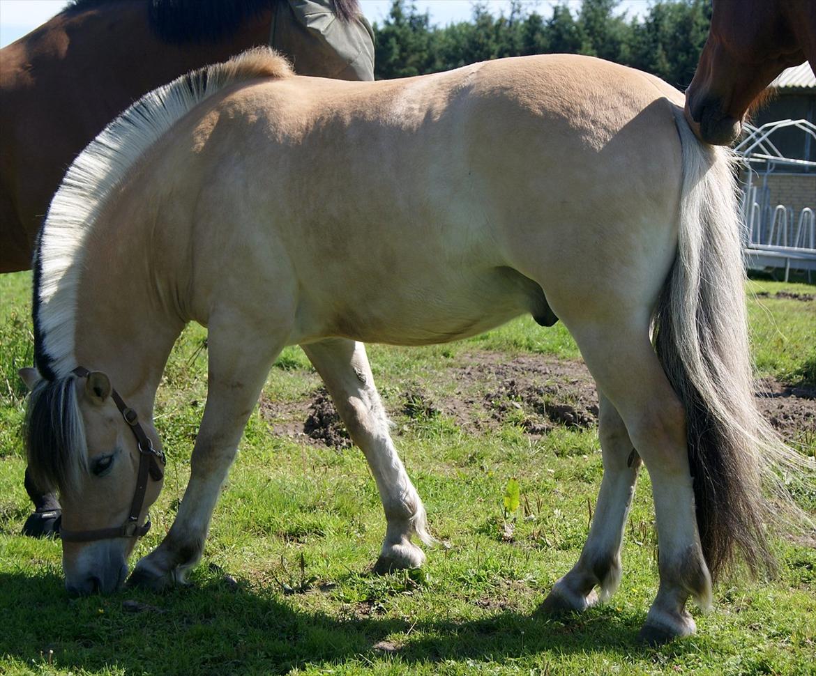 Fjordhest Lyngholms Valip billede 11