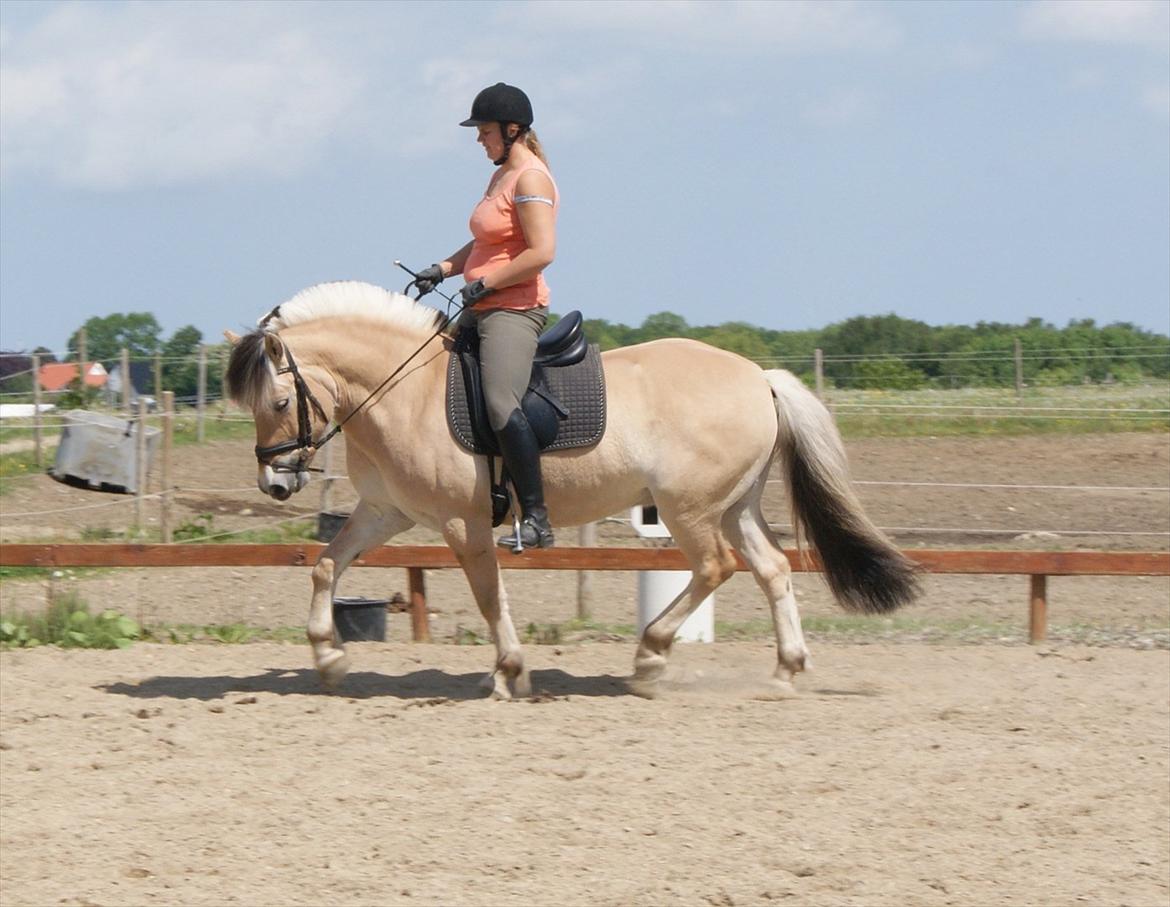 Fjordhest Lyngholms Valip - Susanne (ejer) og Valip, da vi var nede og se på ham:) billede 10