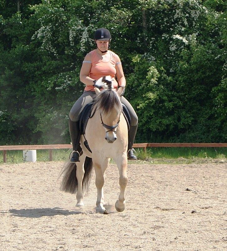 Fjordhest Lyngholms Valip billede 12