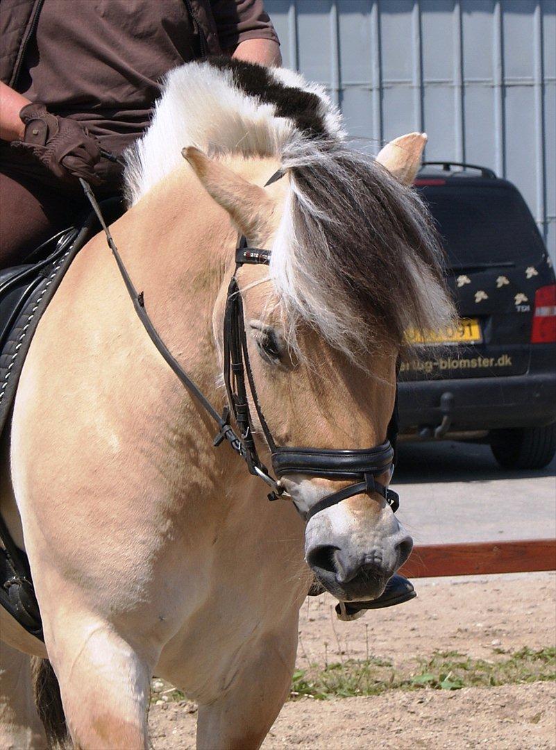 Fjordhest Lyngholms Valip billede 9