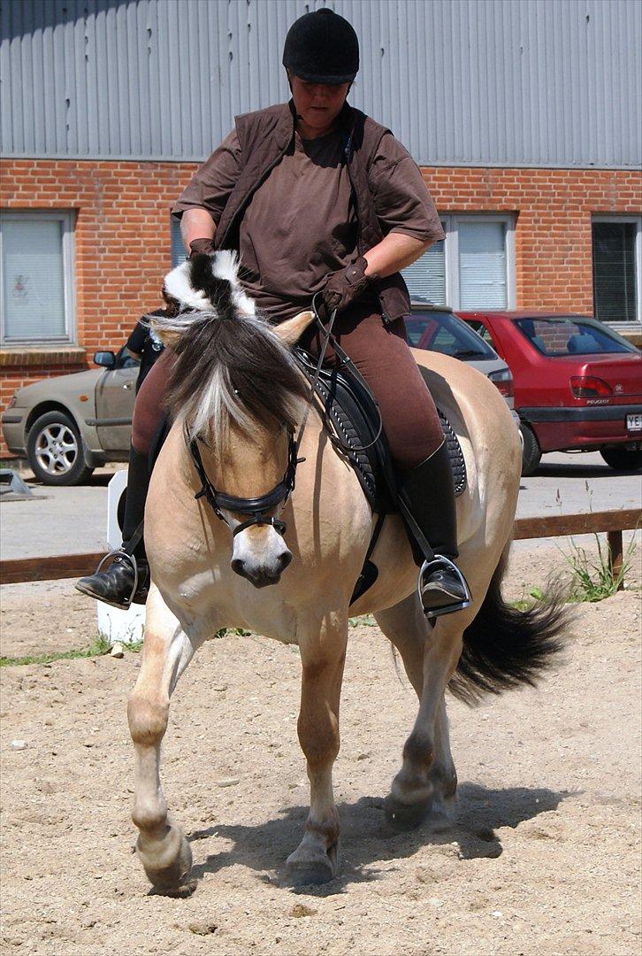 Fjordhest Lyngholms Valip - Da min mor prøvede Valip:) billede 4