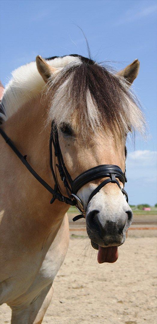 Fjordhest Lyngholms Valip billede 3