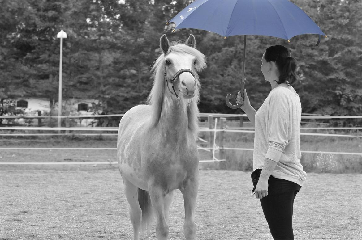 Irish Cob Frilenis Lux billede 10