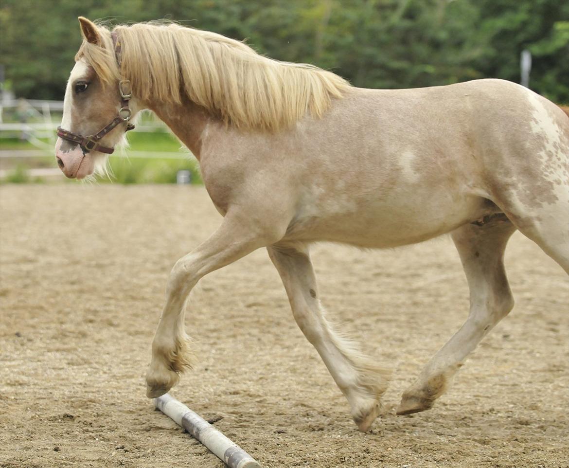 Irish Cob Frilenis Lux billede 11