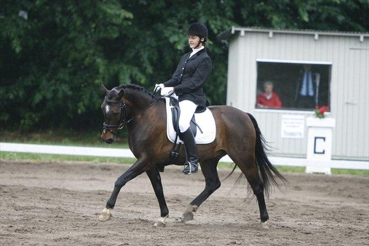 DSP Græsmarkens Major B-pony - foto Sanne Svendsen billede 16