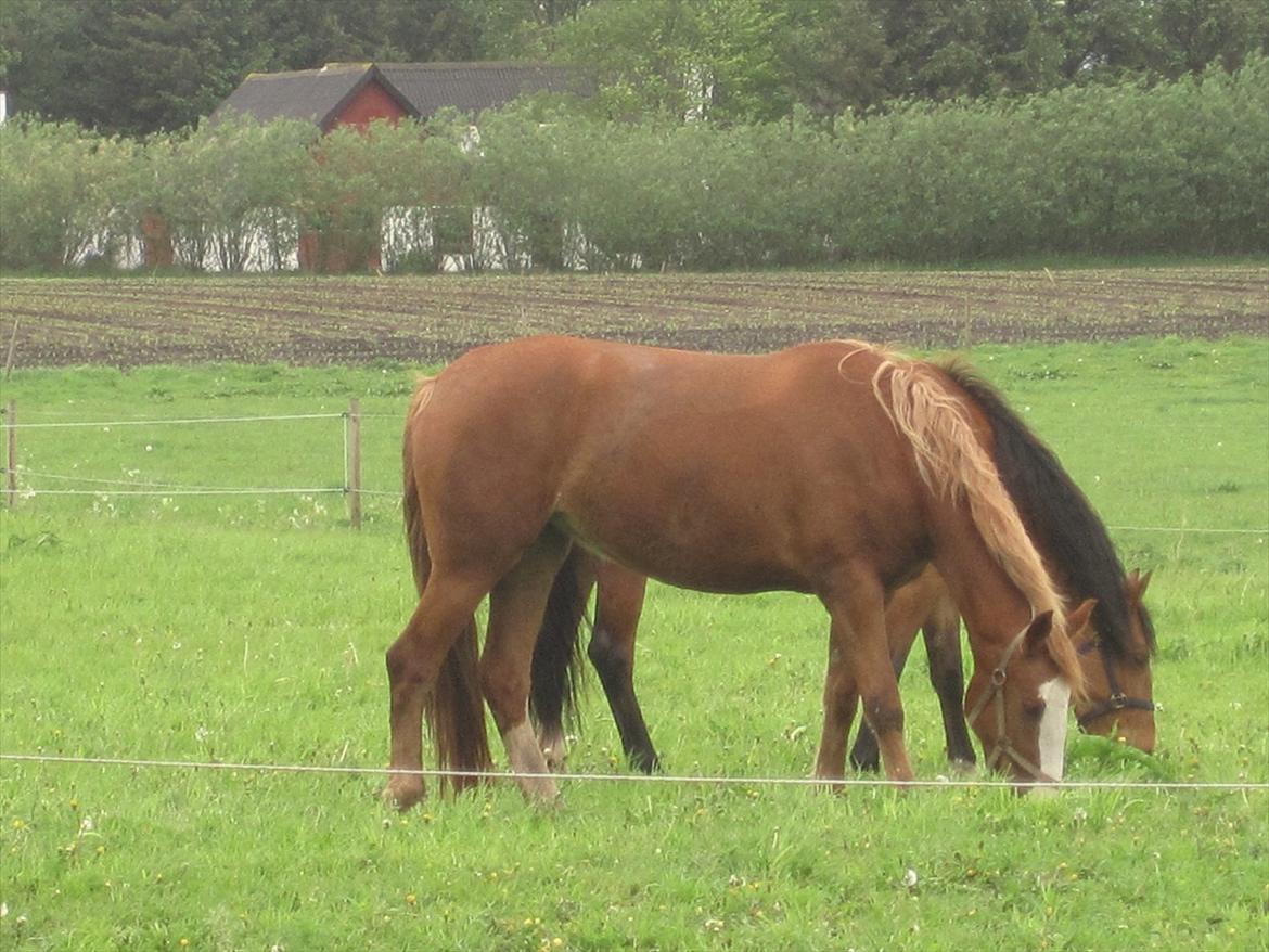 Frederiksborg Hyldekærs Cassandra billede 3