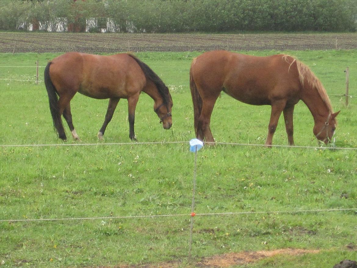 Frederiksborg Hyldekærs Cassandra billede 4