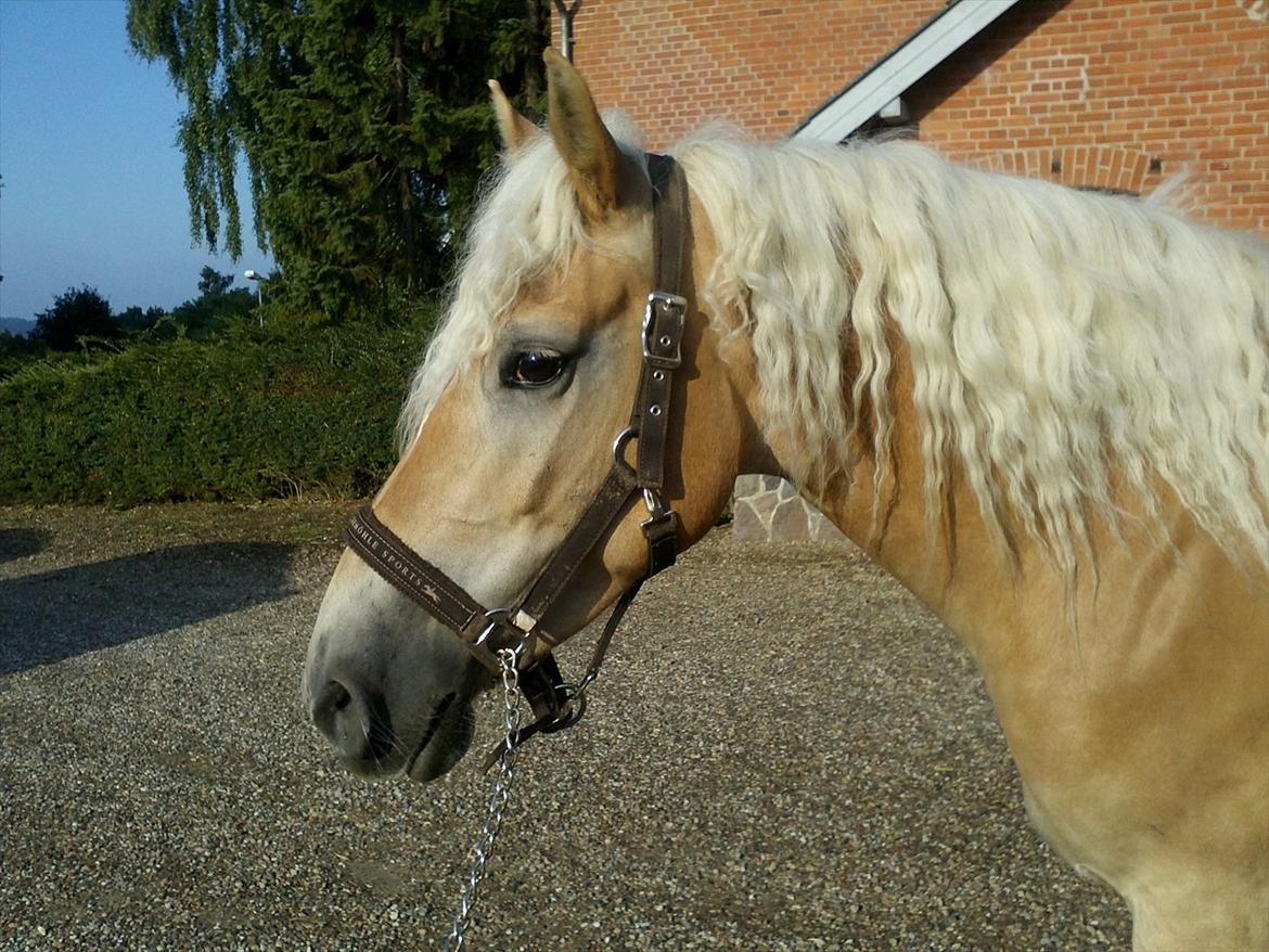 Haflinger Wictoria Sandagergaard - Wicce med hendes flotte, lange, krøllede hår.  billede 15