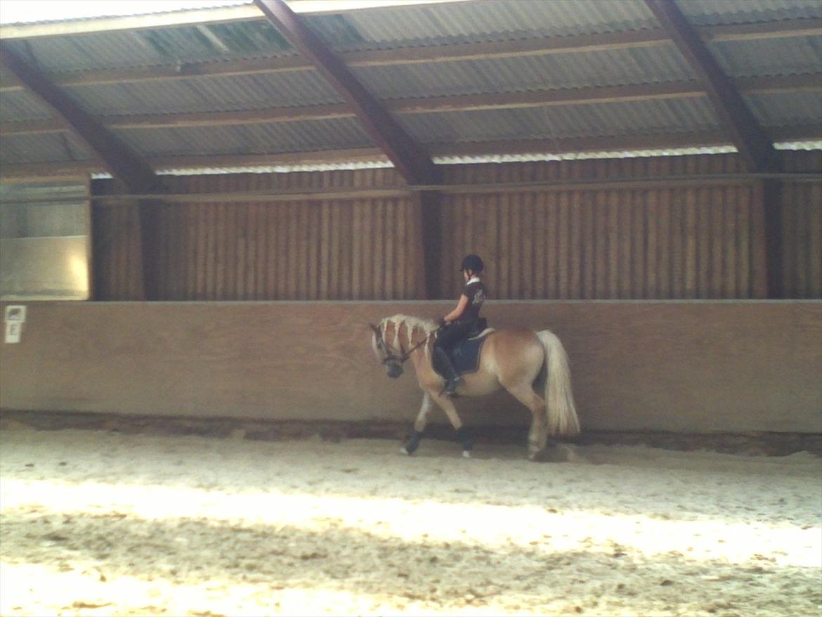 Haflinger Wictoria Sandagergaard - Træning med Wicce. billede 16