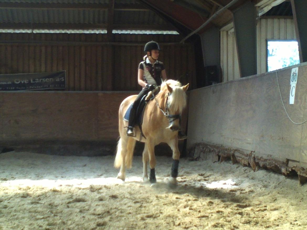 Haflinger Wictoria Sandagergaard - Træning med Wicce. billede 17