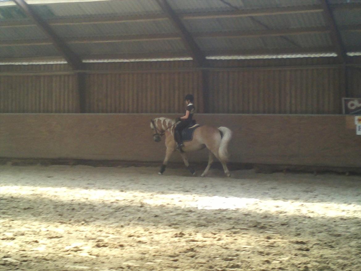 Haflinger Wictoria Sandagergaard - Træning med Wicce. billede 18