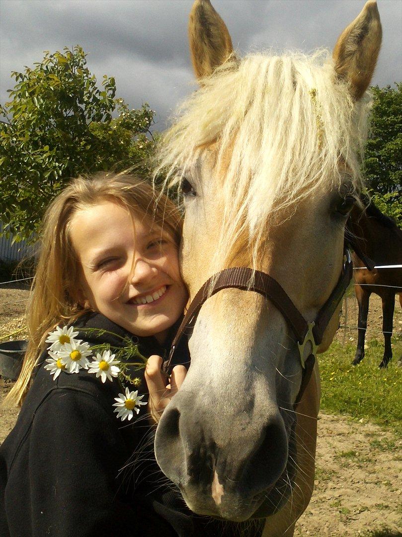 Haflinger Wictoria Sandagergaard - Hygge på folden med Wicce. billede 19