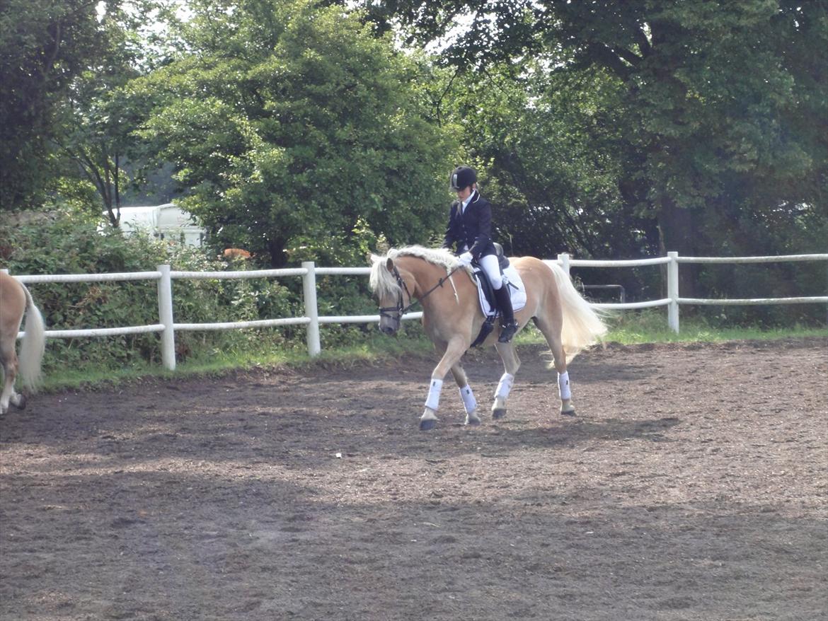 Haflinger Wictoria Sandagergaard - 1. plads med Wicce.  billede 9