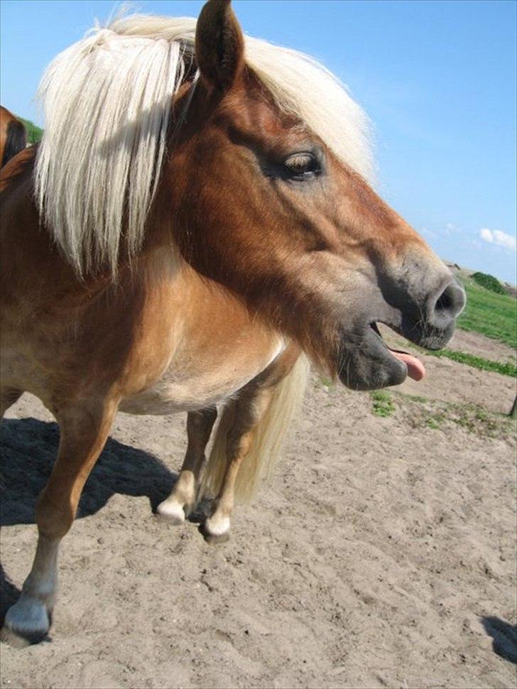 Anden særlig race Lukas - nye ejer billede 13