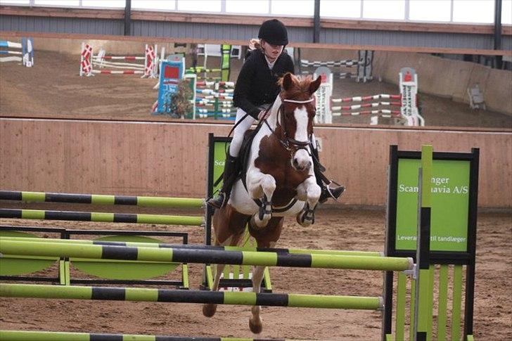 Anden særlig race Jessie *B-PONY*  - Jessie i MB i Hedensted april 2011 4 fejl en ærgelig bom :( 2. MB. billede 2