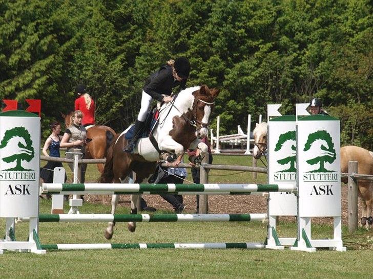 Anden særlig race Jessie *B-PONY*  - Jessie LA** Billund juni 2011 0 fejl 10. plads <3 billede 5