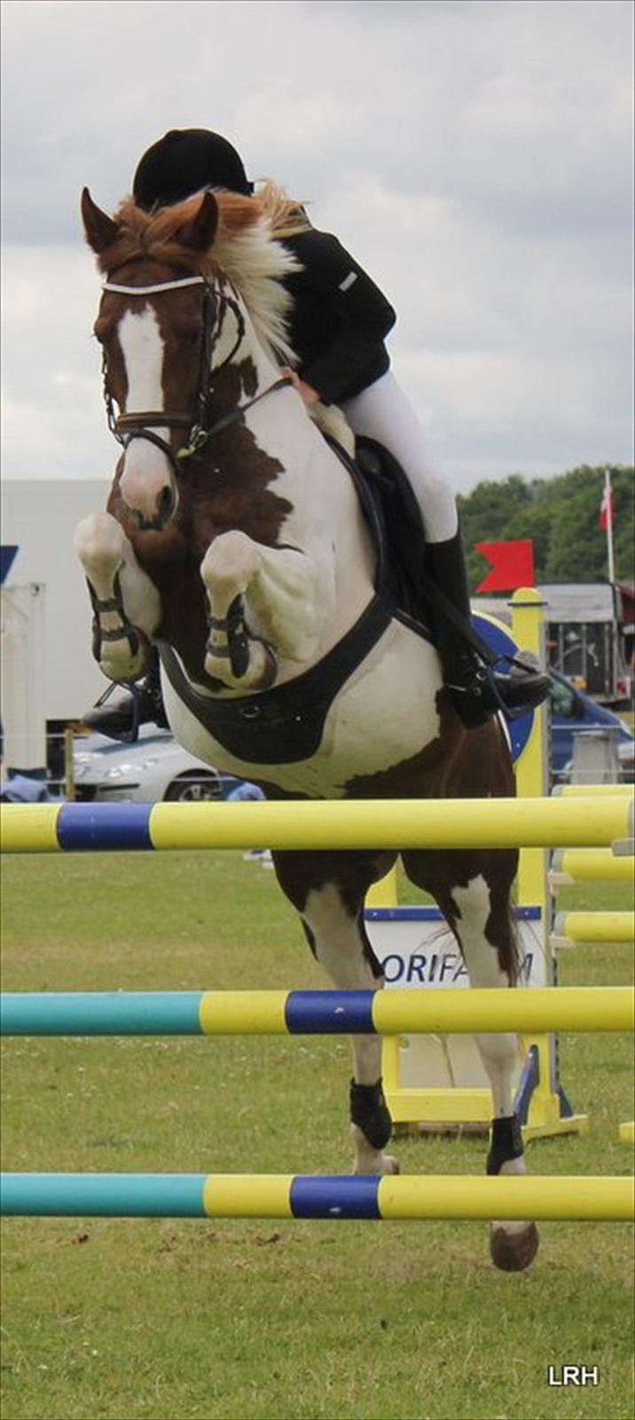 Anden særlig race Jessie *B-PONY*  - MB* på dyrskuepladsen juni 2011 0 fejl 13. plads
 billede 6