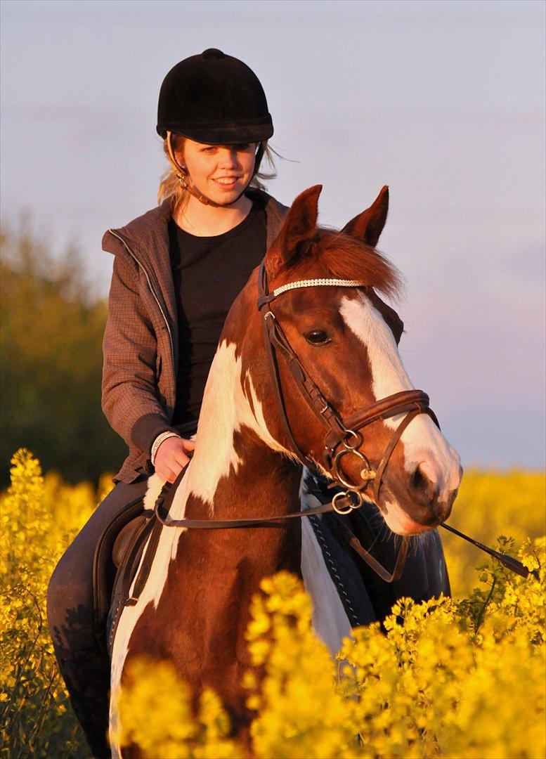 Anden særlig race Jessie *B-PONY*  - Dejlige Jessie sommeren 2011! <3 billede 8