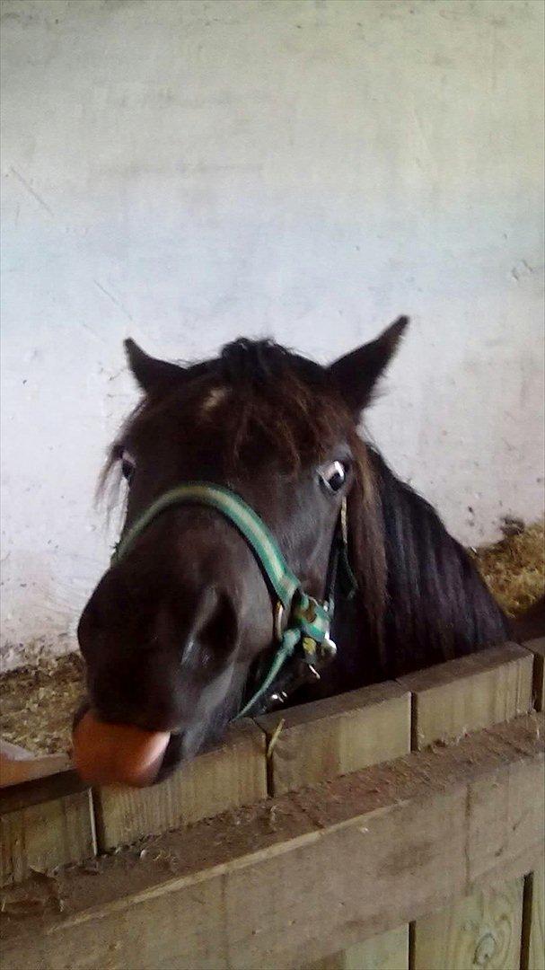 Welsh Mountain (sec A) Piccasso billede 3